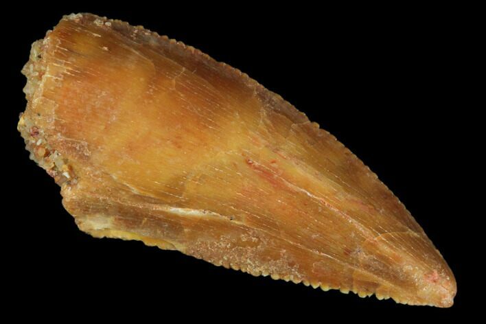 Raptor Tooth - Real Dinosaur Tooth #102713
